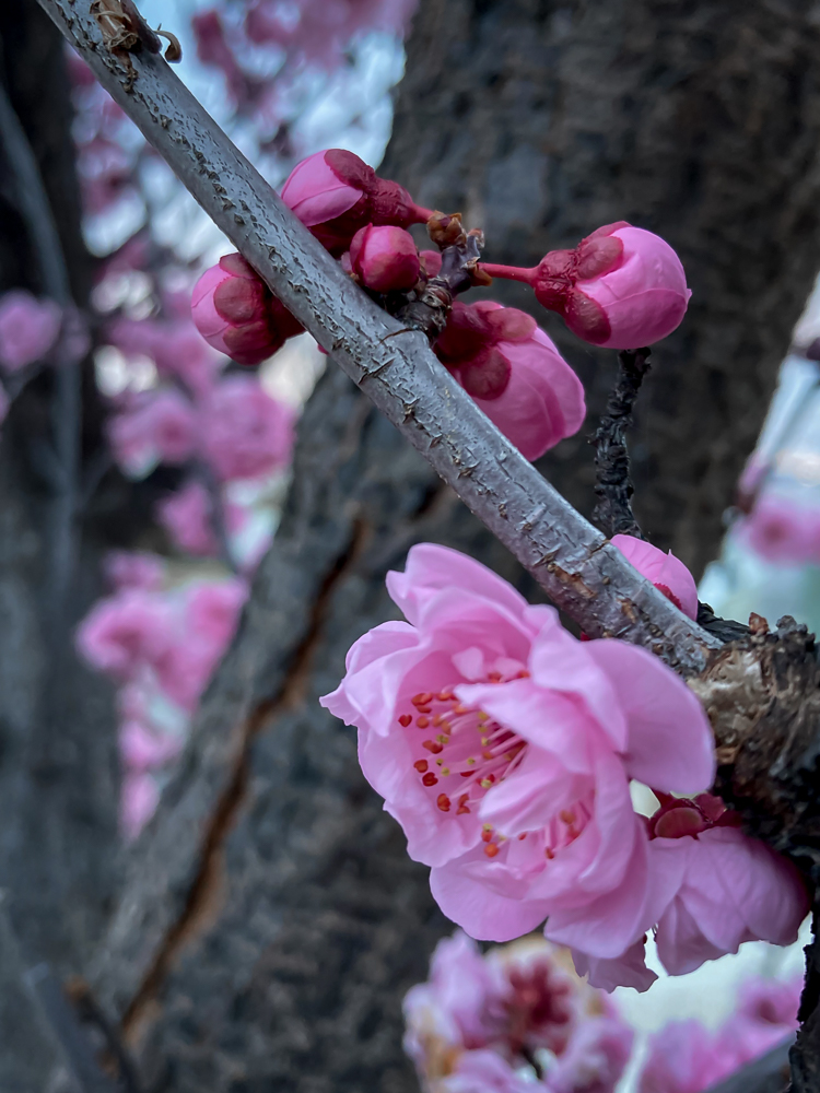 Cherry blossoms and buds on a tree