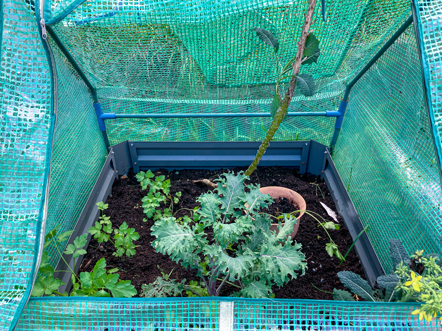 A weeded vegetable bed with parsley and two different types of kale