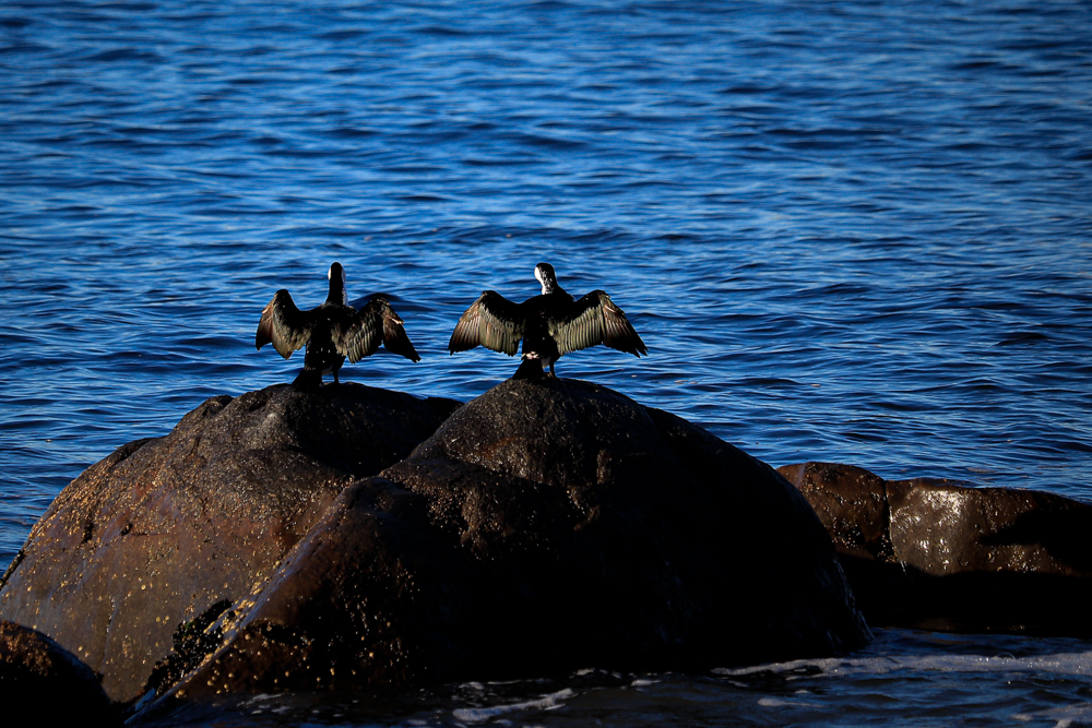 Two Little Pied Cormorants stretching their wings on a rock facing blue water of the river