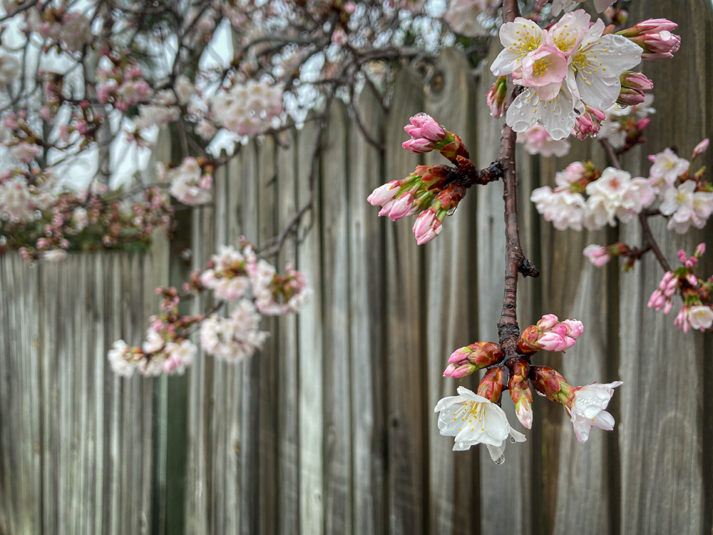 Cherry blossoms on a fence