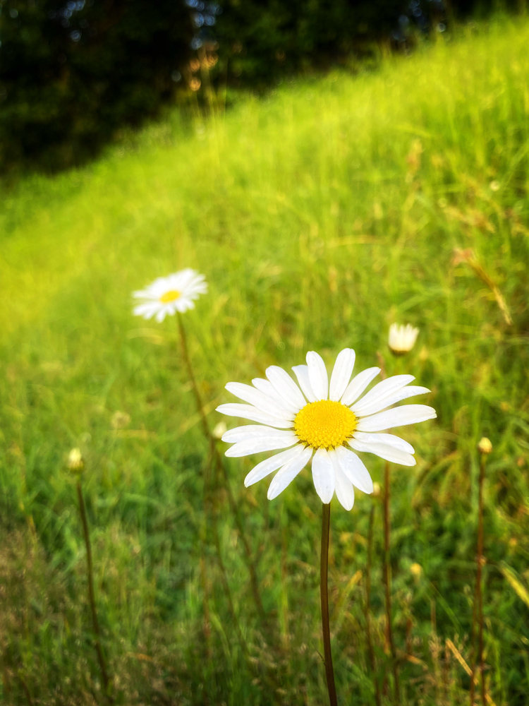 A daisy close up in a field of green grass
