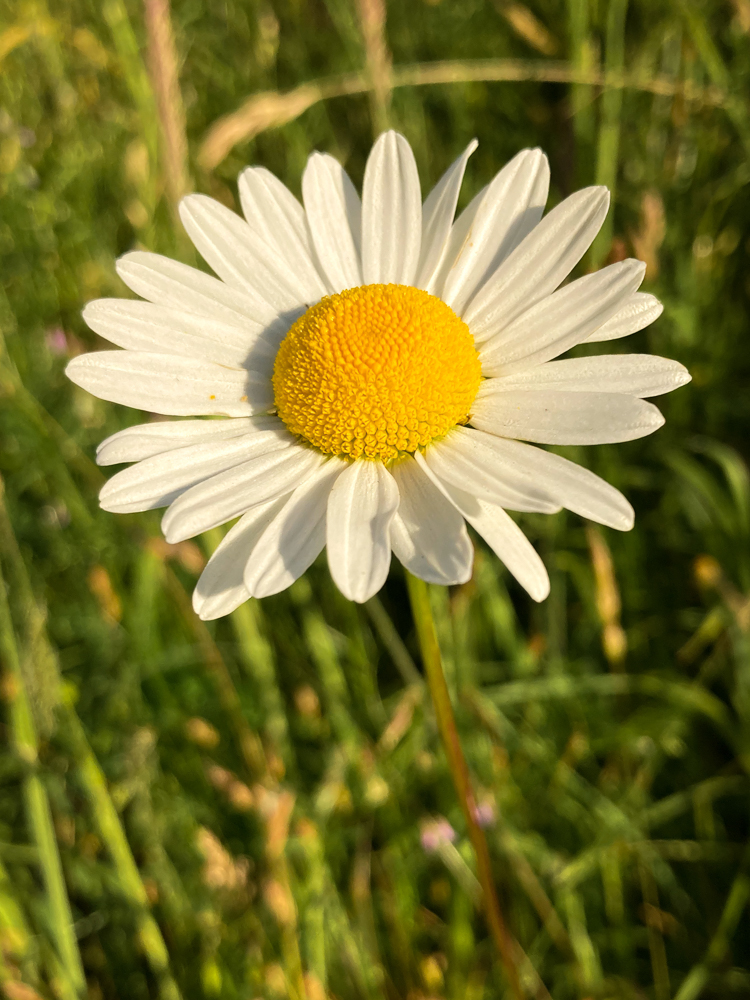 A close-up daisy in some grass