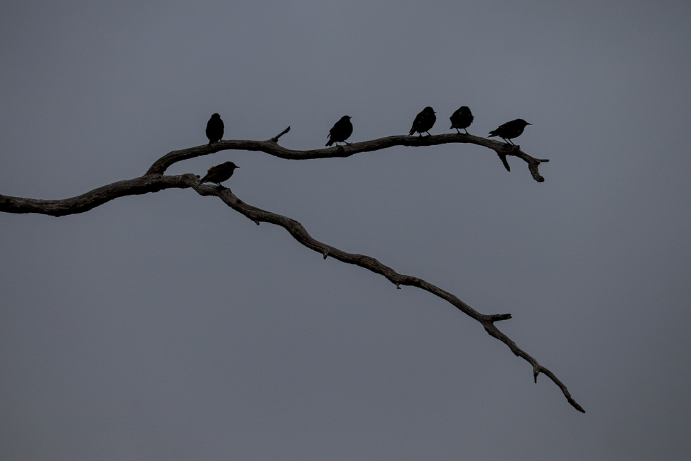 Two tree branches with six small birds sitting on them