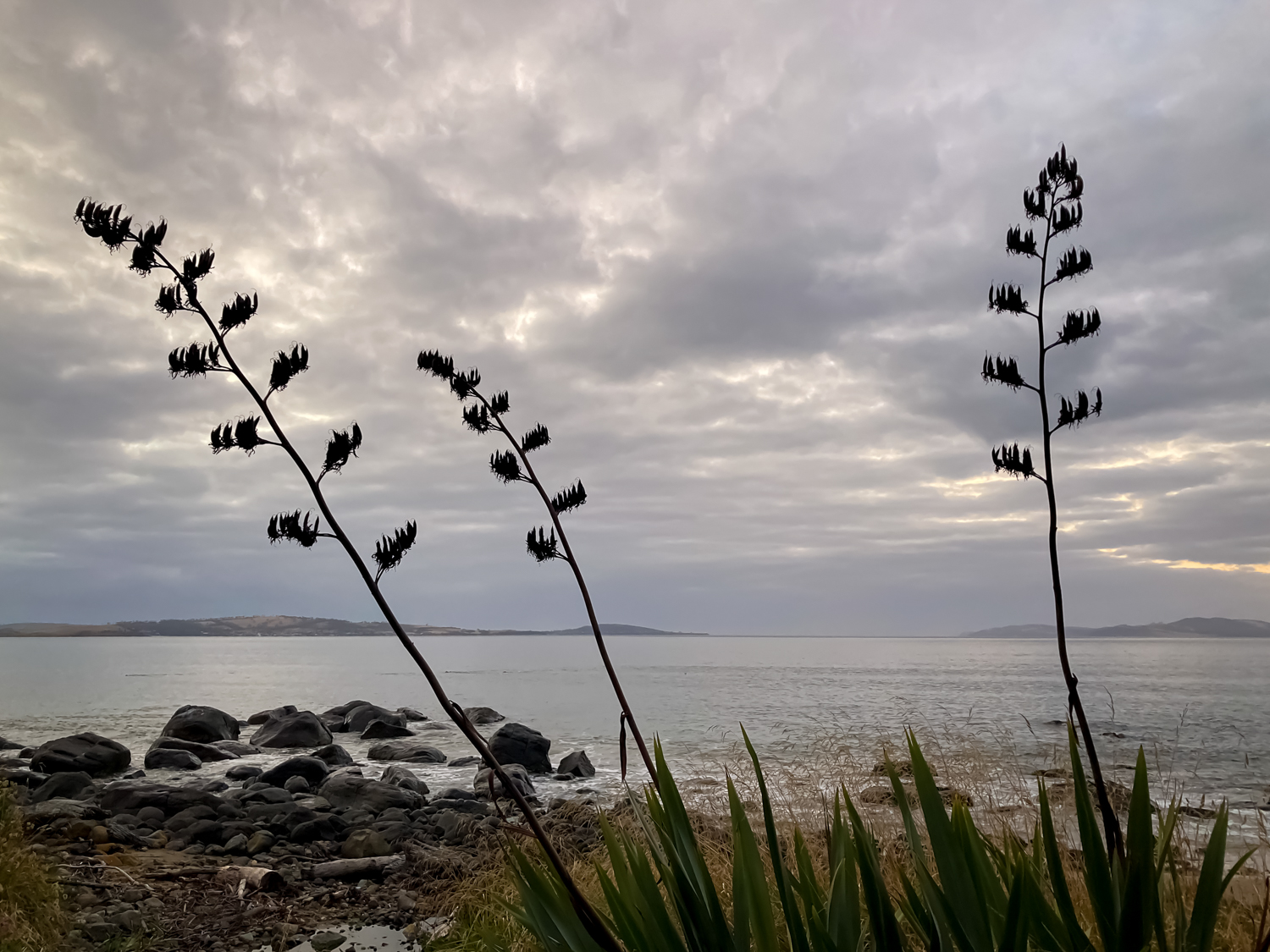 Three flax plants in front of the beach