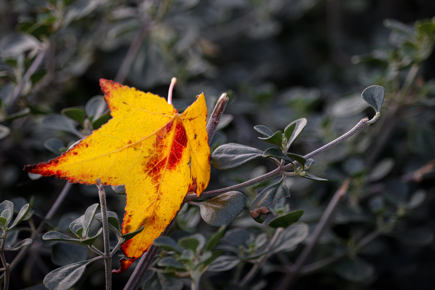 A single yellow autumn leaf resting on a dark green shrub