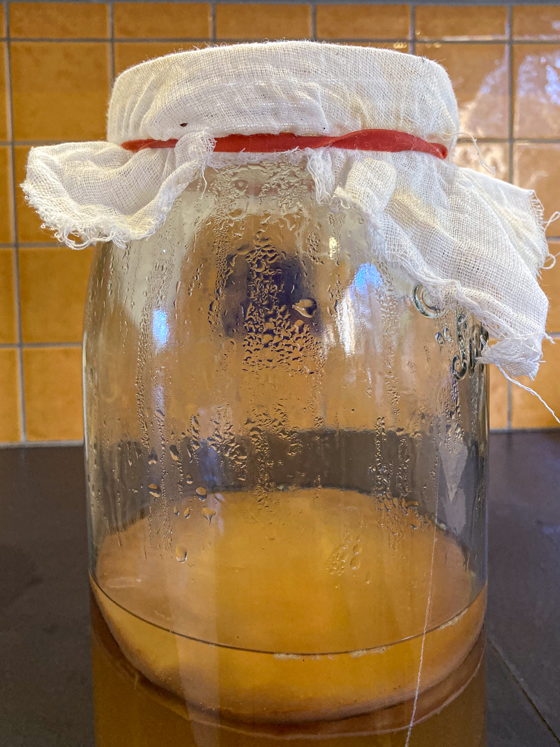 A large jar with yellow liquid covered with a muslin cloth
