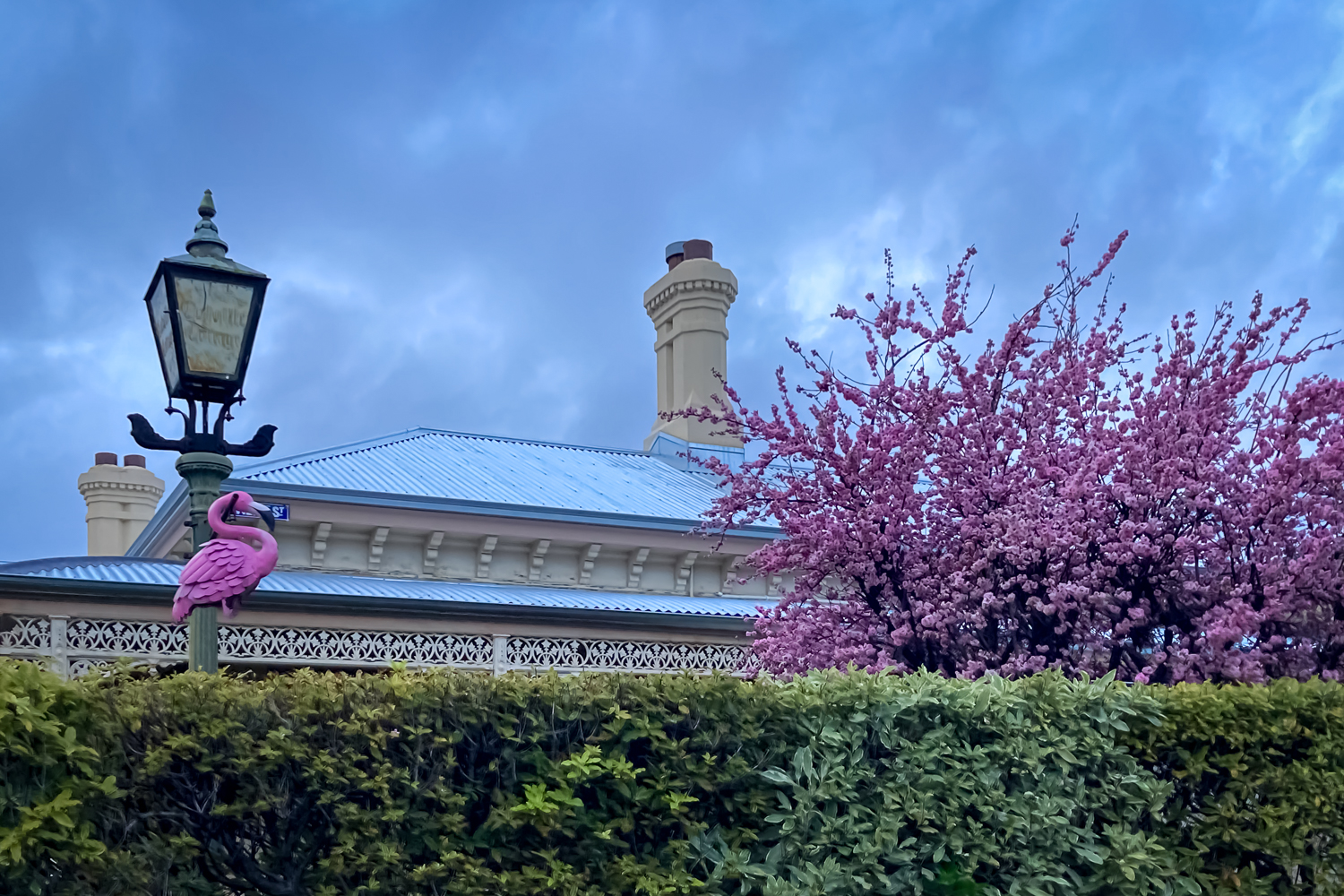A pink flamingo outside a house next to a pink flowering blossom tree