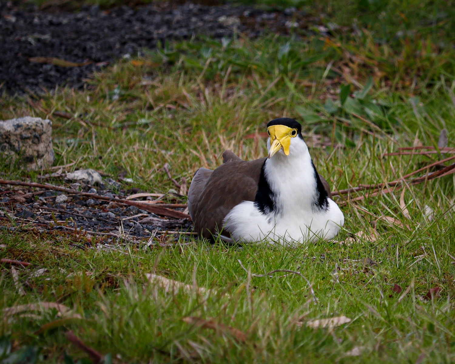 A plover (masked lapwing) sitting on the ground in some grass