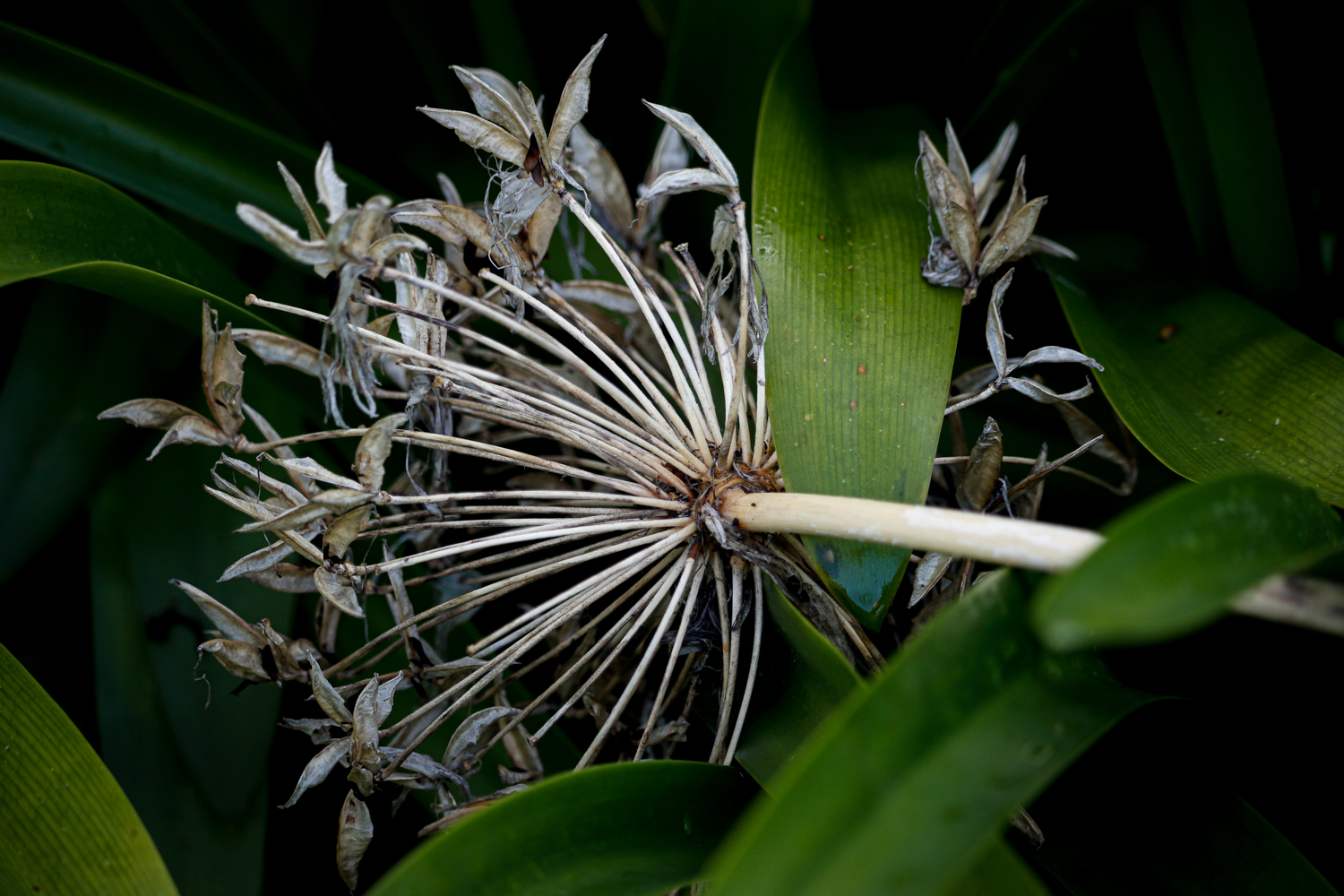 A dead agapanthus flower head in among some strappy green leaves