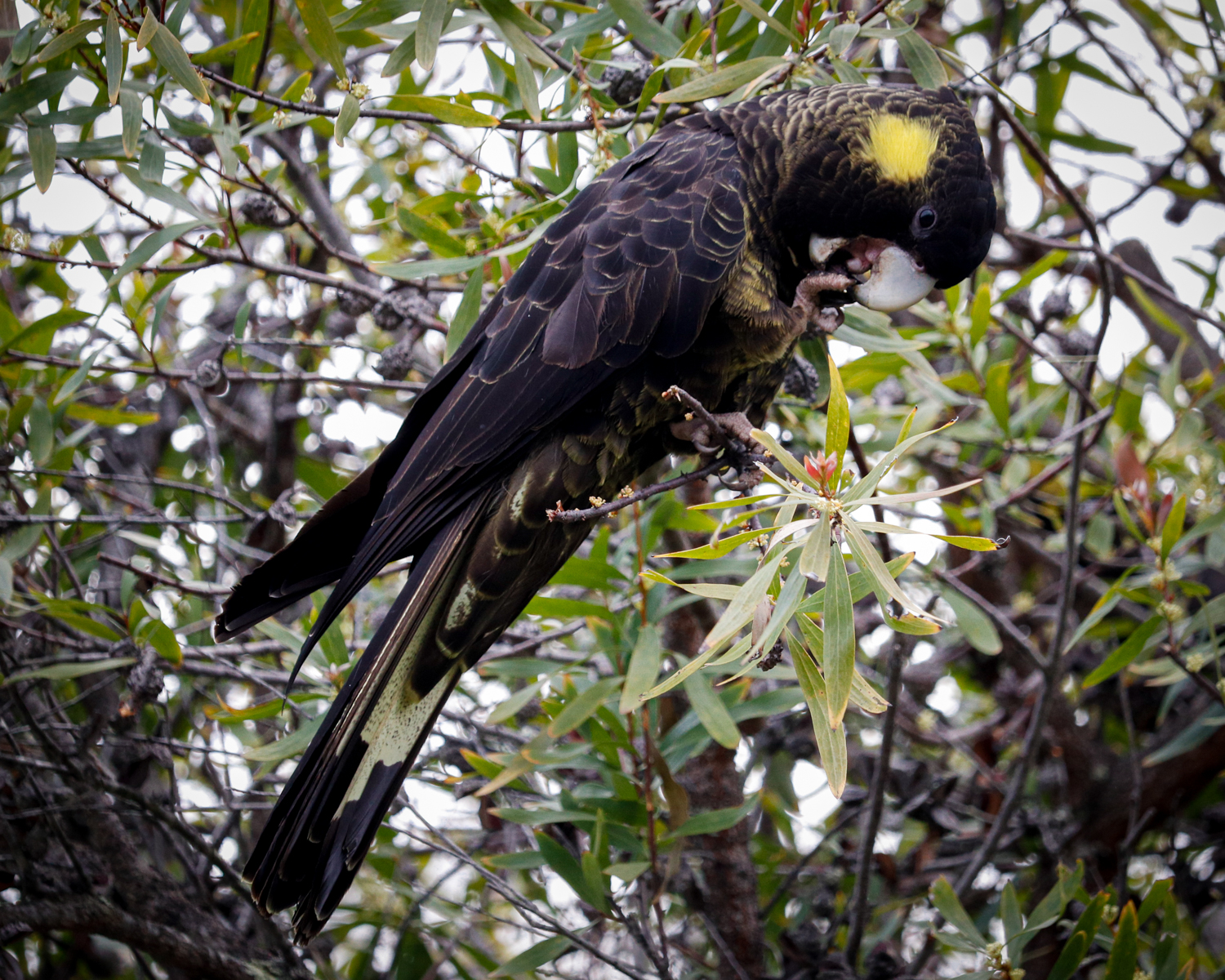 A black cockatoo in a tree eating a seed pod