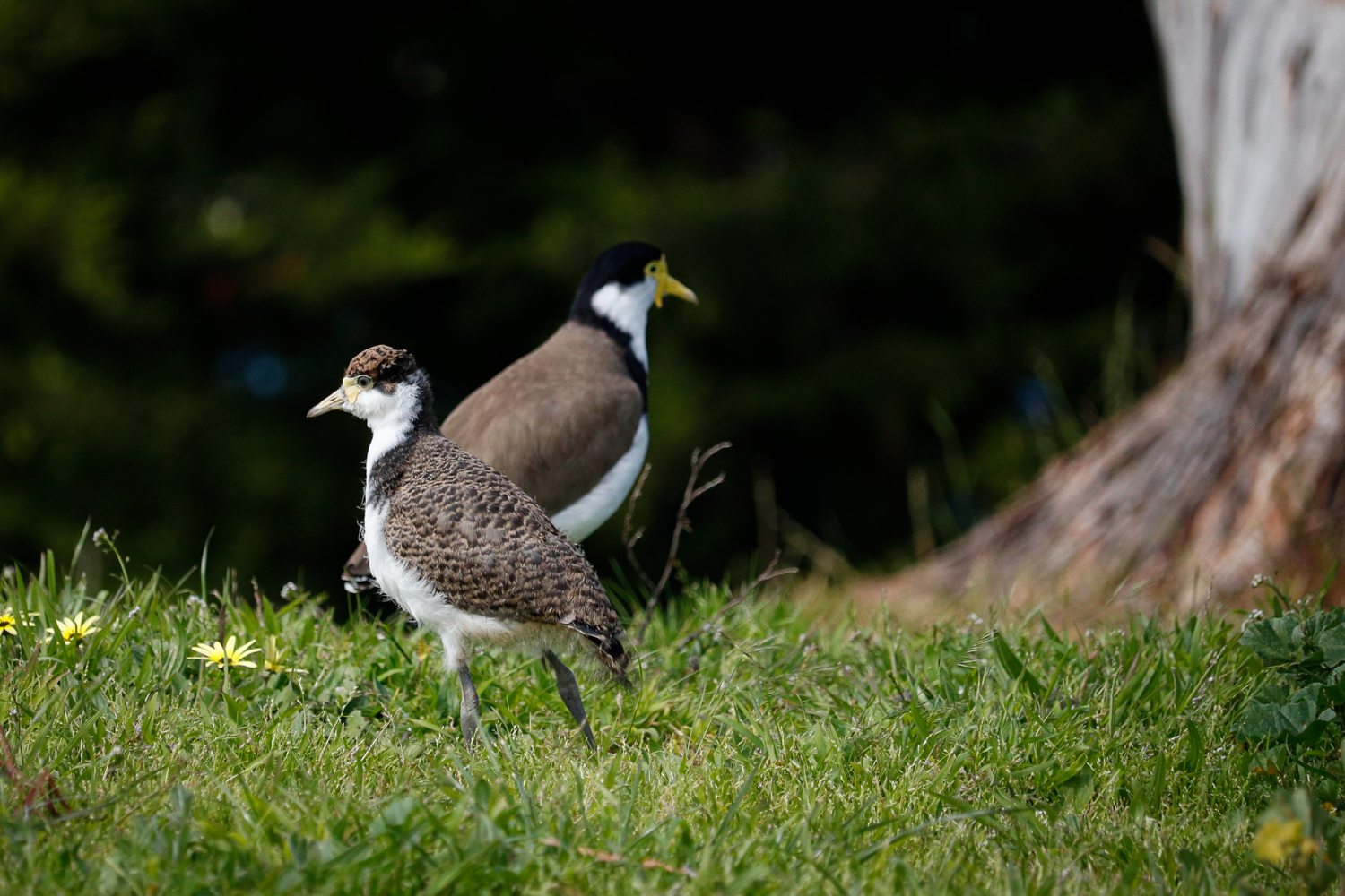 An adult plover facing right standing behind a juvenile plover facing left