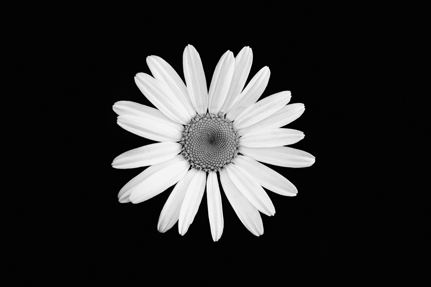 A white daisy on a black background in black & white