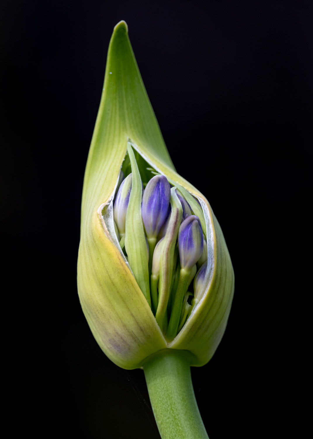 A purple agapanthus flower emerging from its bud