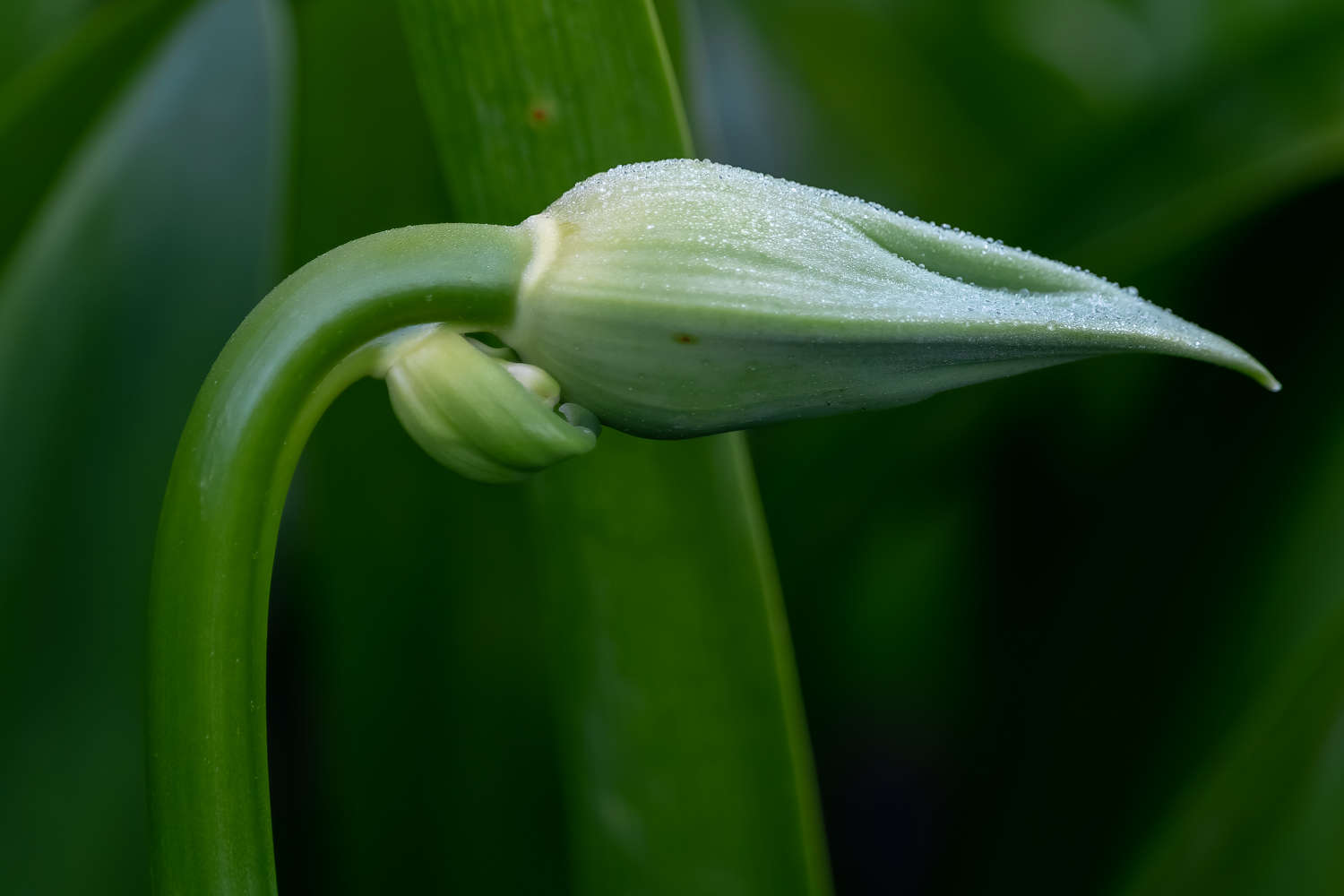 A bent agapanthus stalk with a bud pointing to the right