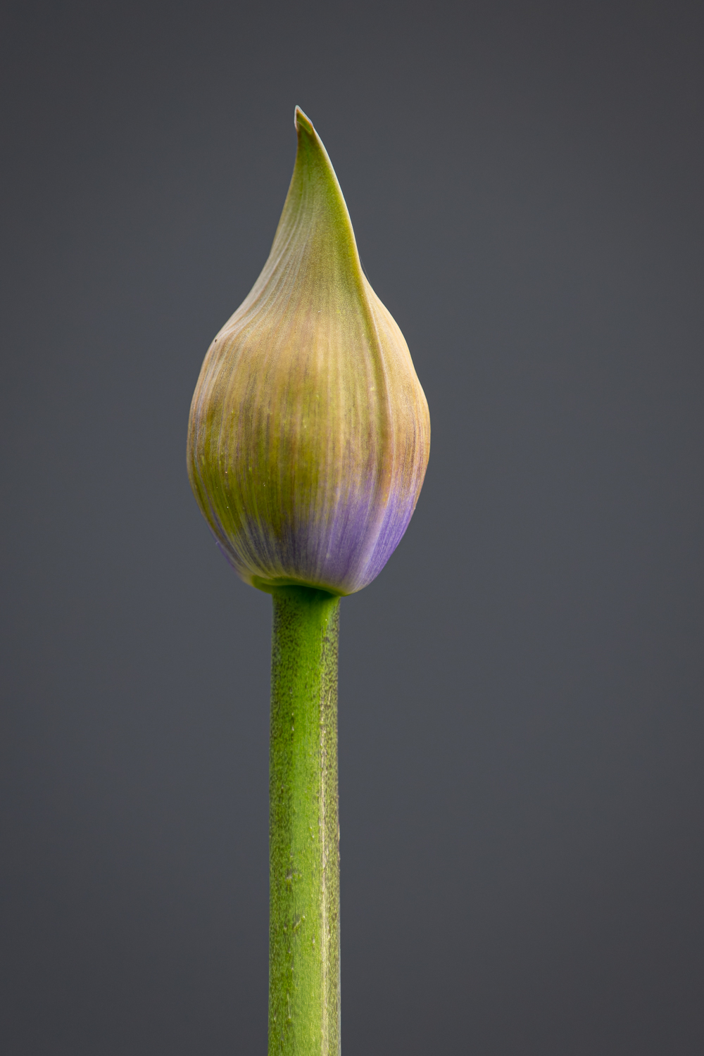 A yellow and purple agapanthus bud against a dark background