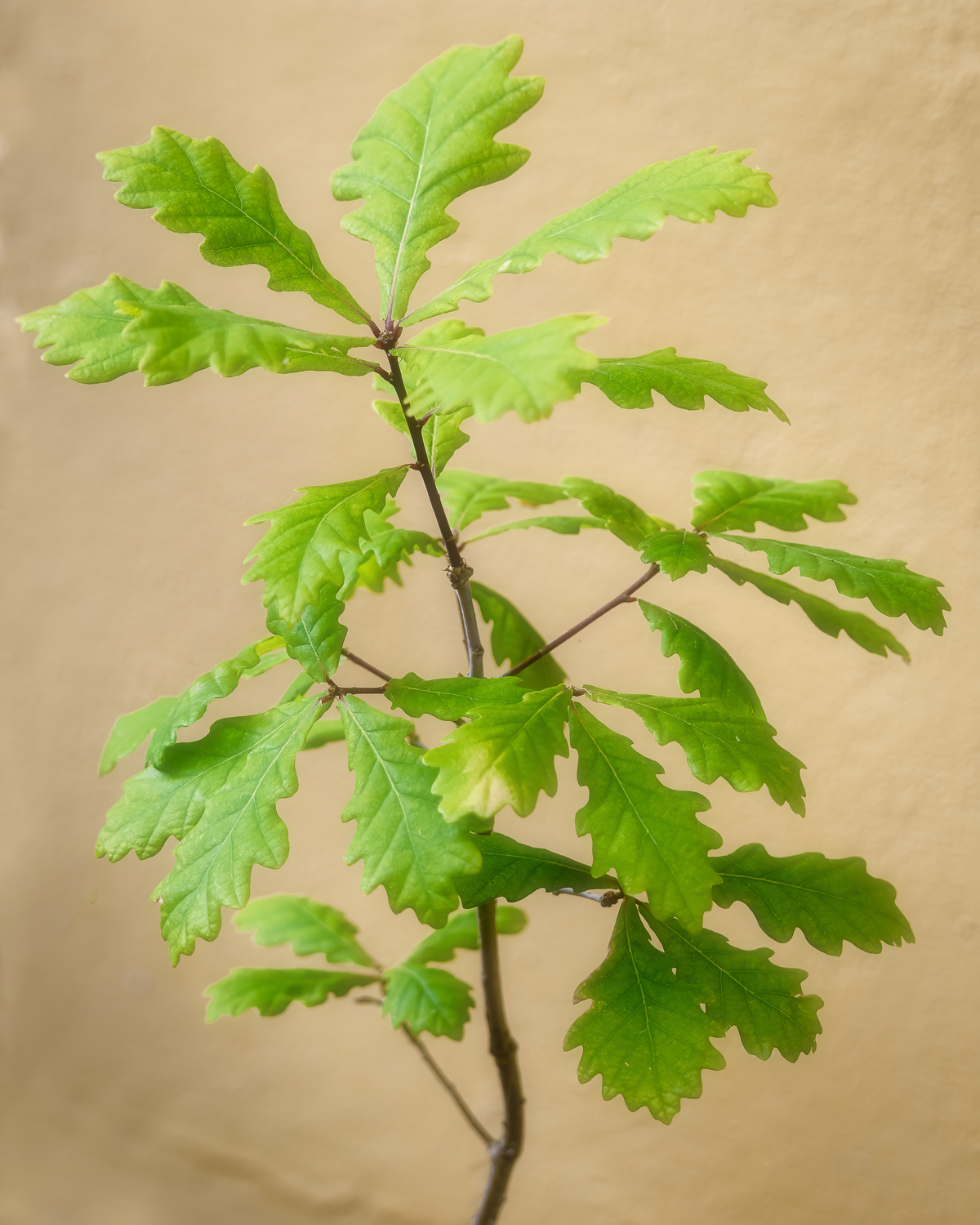 A four-year-old oak sapling against a yellow wall