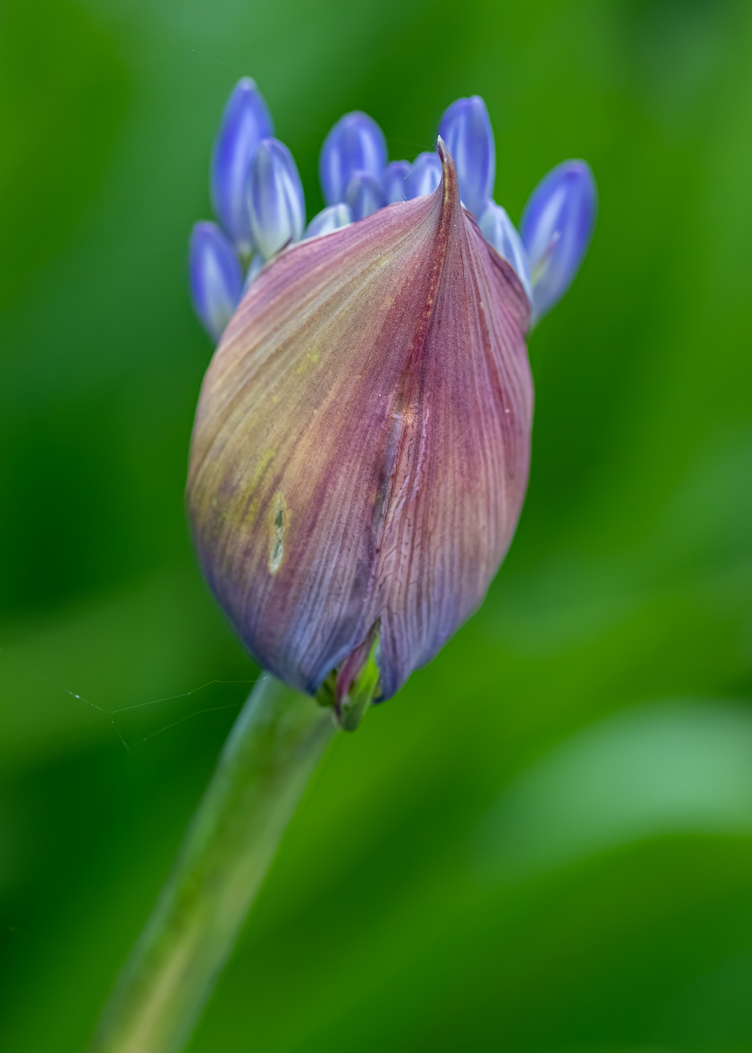 A purple agapanthus flower bursting out from the bud against a green leafy background