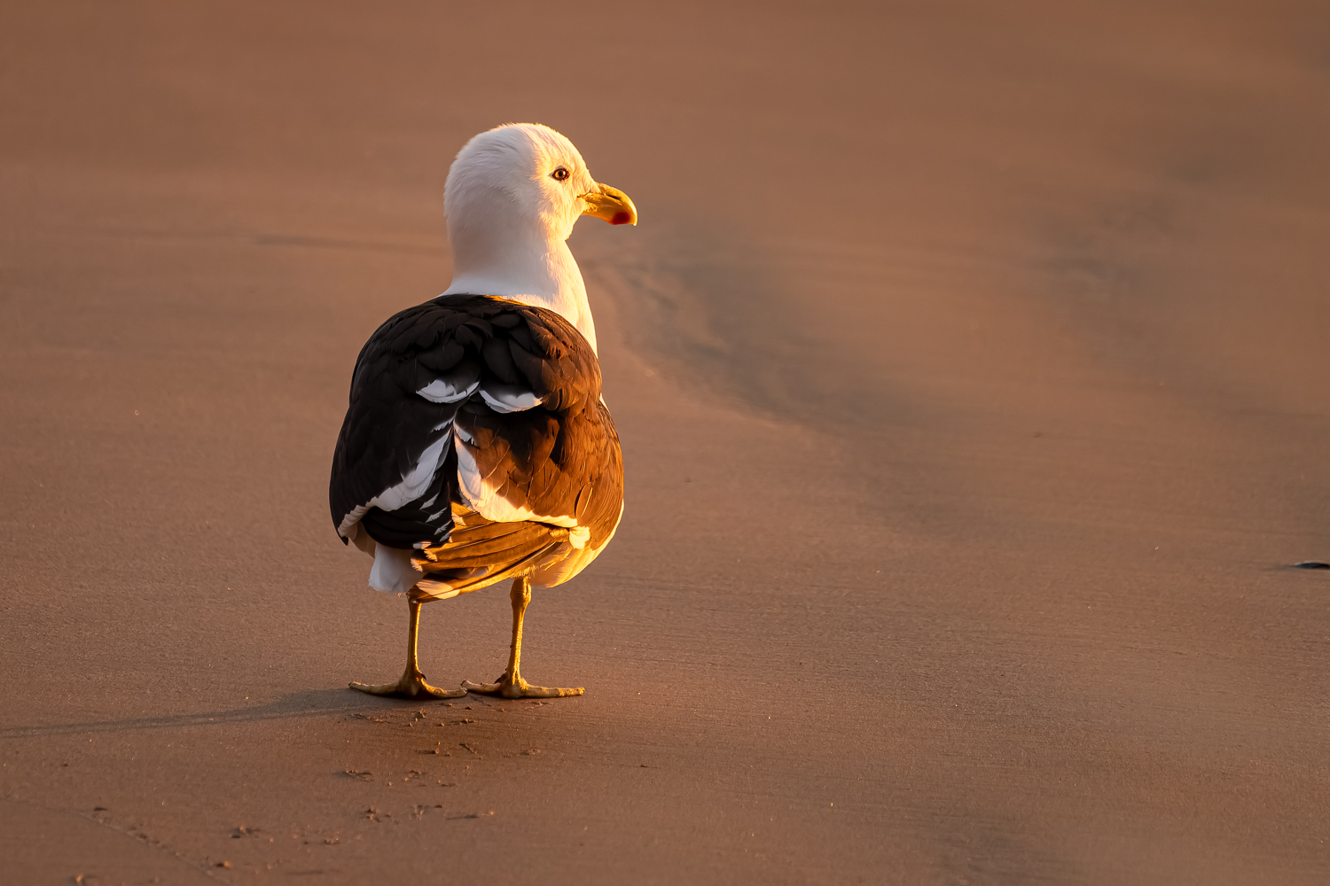 A gull facing away from the camera on the beach in early morning light