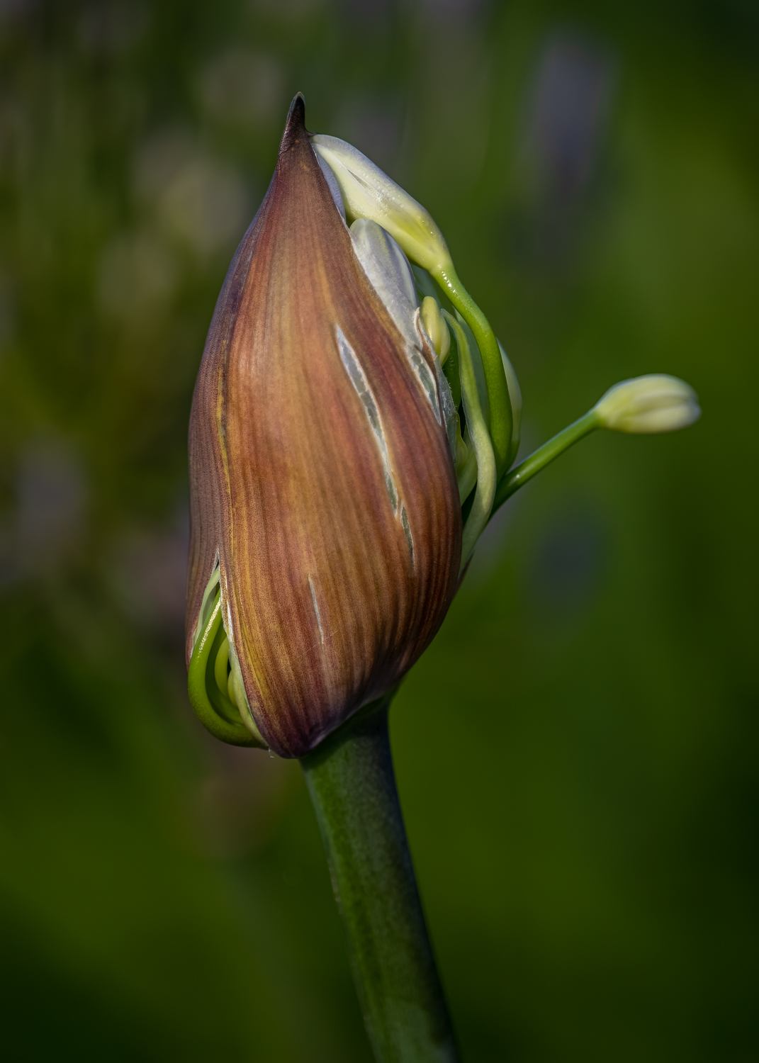 An agapanthus flower bursting out of the bud on two sides