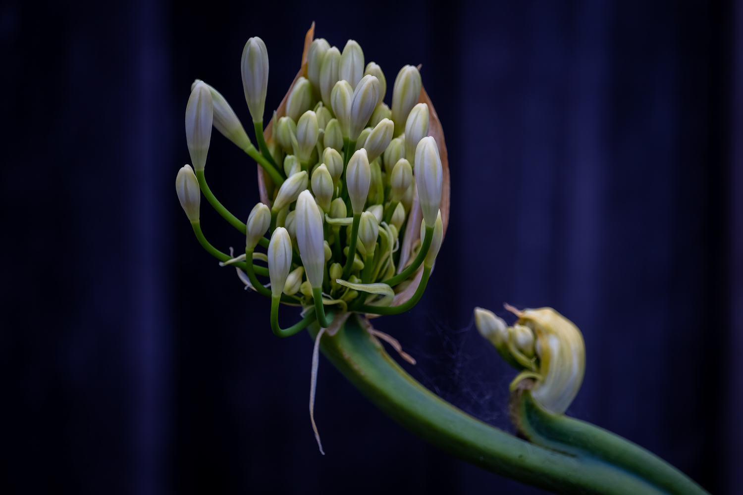 A blooming agapanthus flower with a small bud beneath it