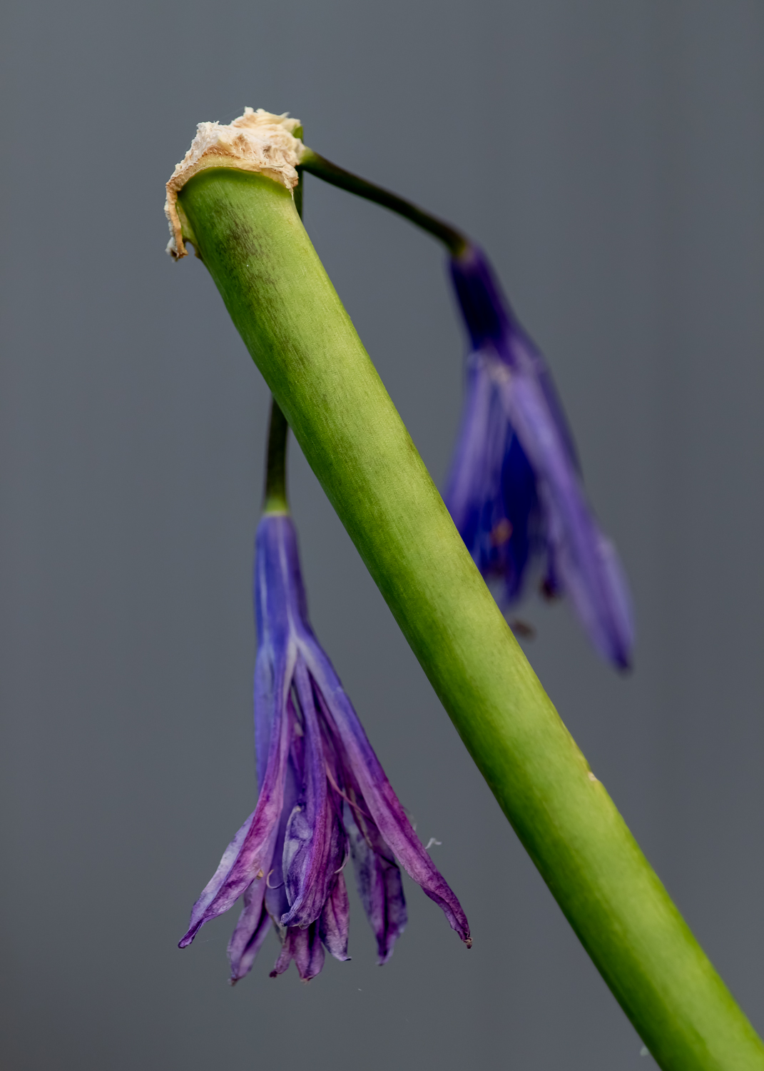 Two flowerlets of a purple agapanthus clinging to a broken stem