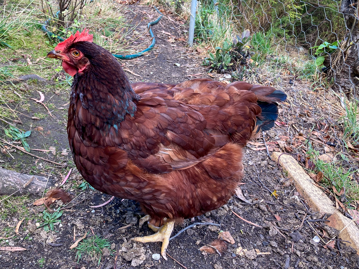 A large Rhode Island Red chicken showing the first signs of moulting