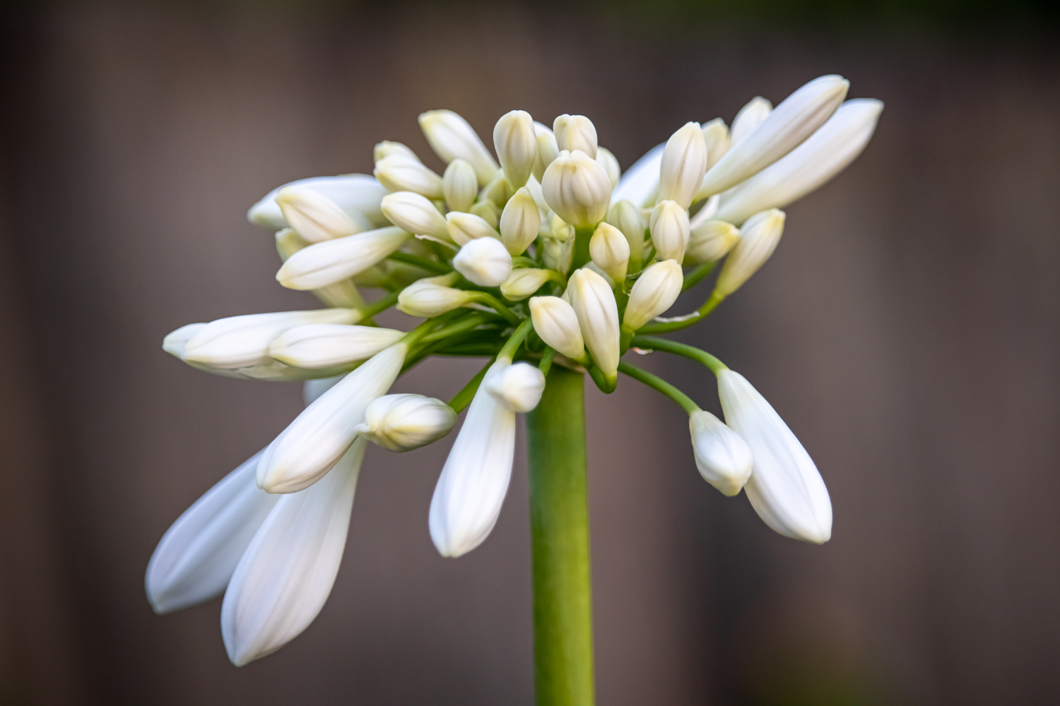Close up of a white agapanthus flower