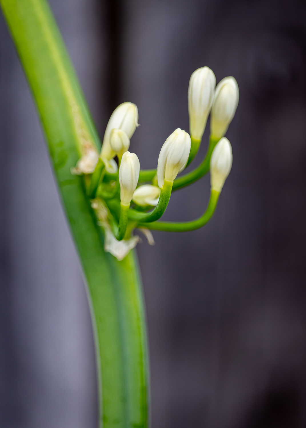 A white agapanthus flower emerging from a stem