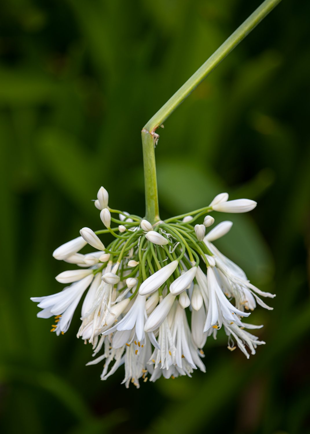 A white agapanthus flower hanging off a broken stem