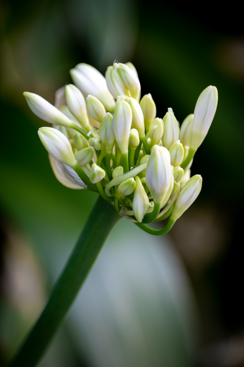 A small white agapanthus flower