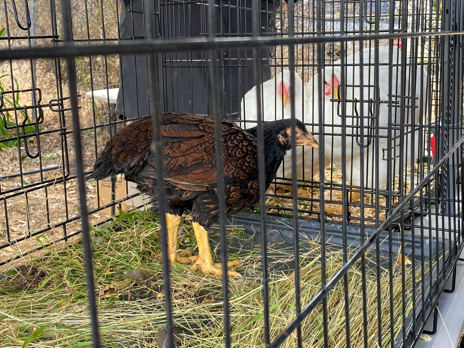 a small black and brown laced chicken in a cage