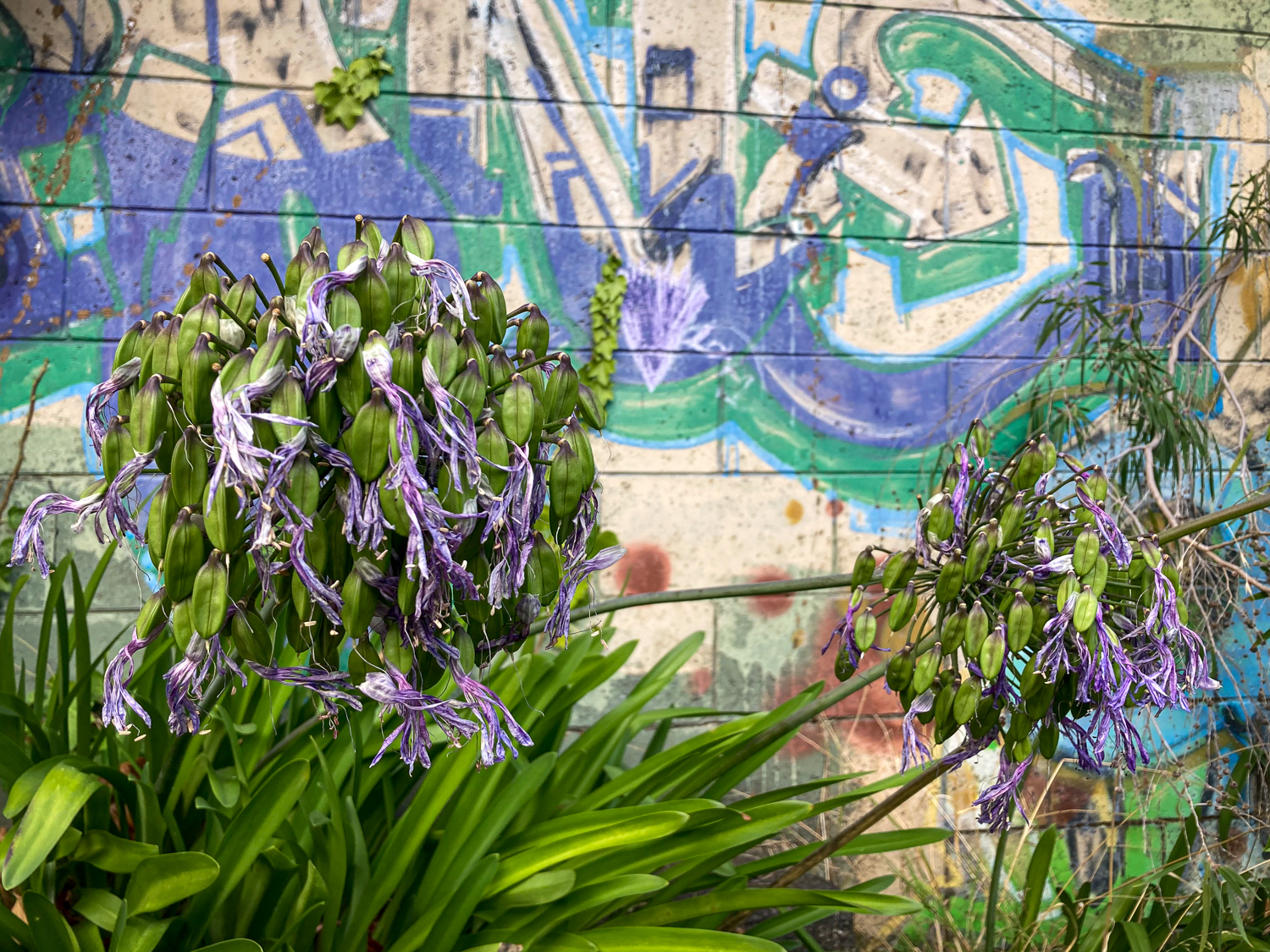 A dying purple agapanthus against a purple grafittied wall