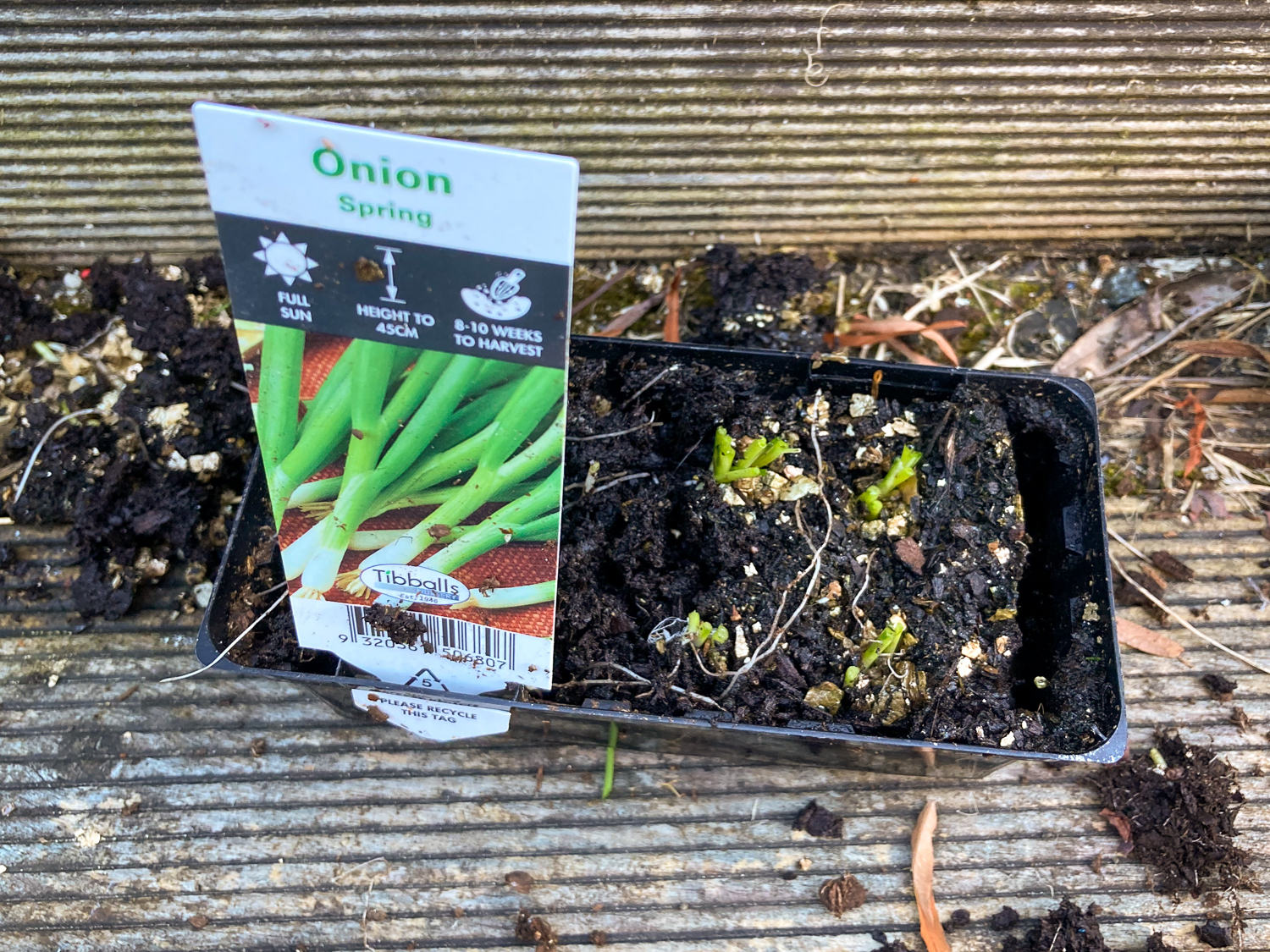 A punnet of spring onion seedlings destroyed by being eaten by a possum