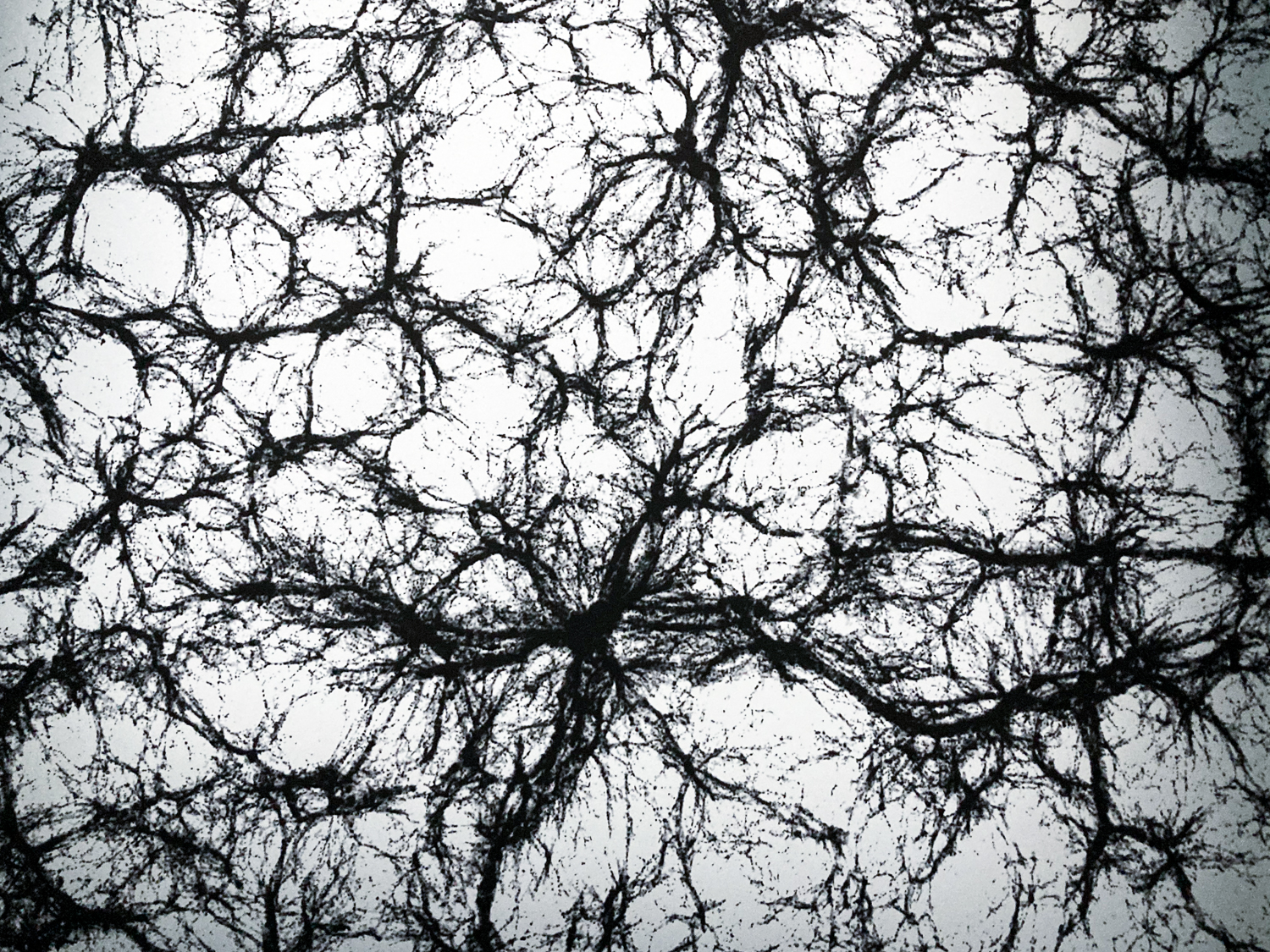 A web of black filaments against a white background