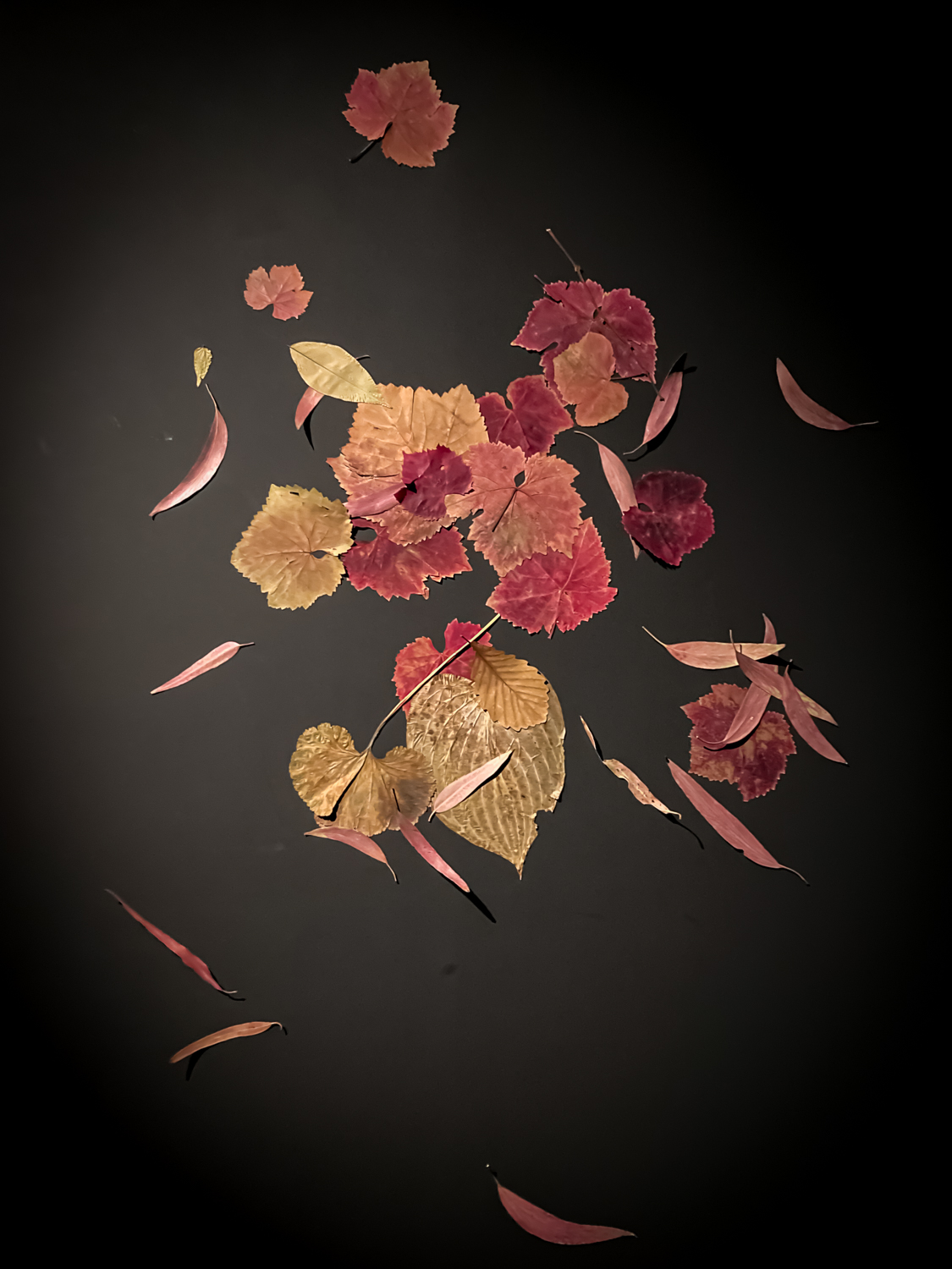 A collage of red and yellow leaves on a black background