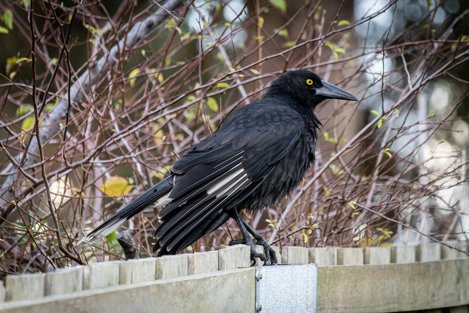 A large black bird with an orange eye and white markings on its wings standing on a fence. Its feathers are slightly wet.