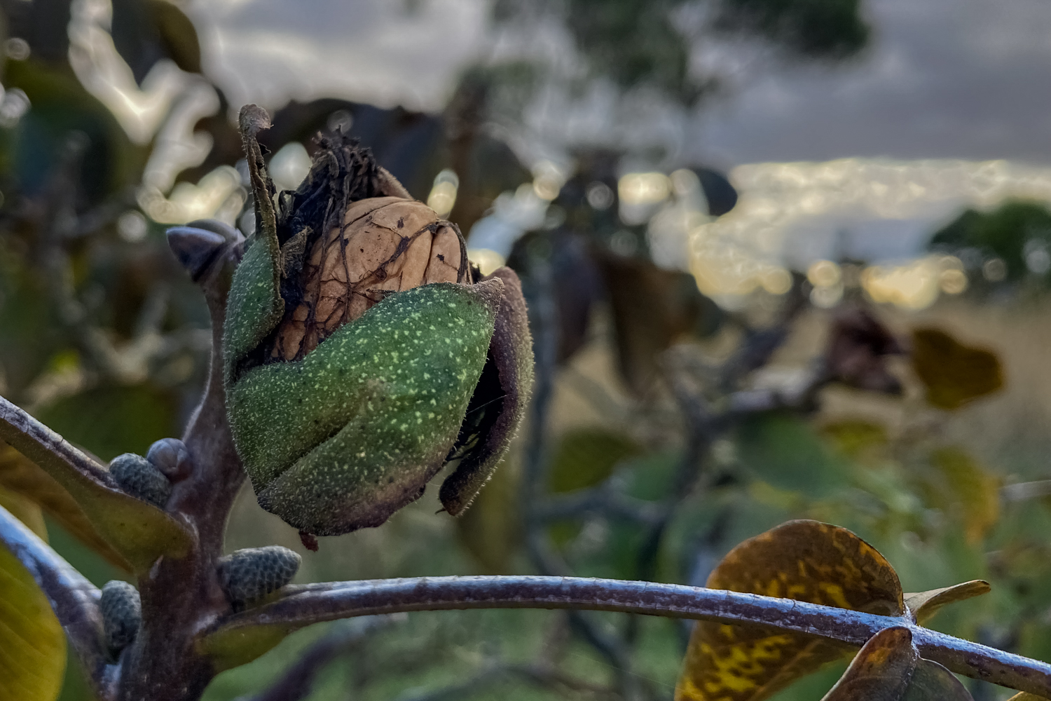A walnut in a green husk on a tree branch