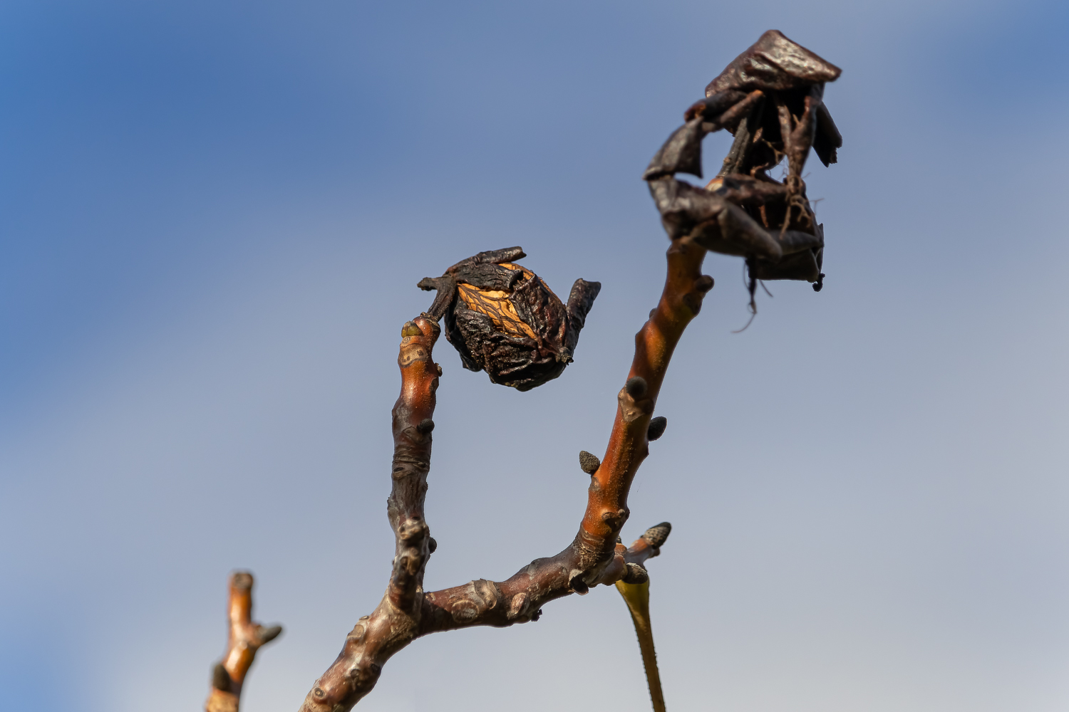A walnut on a bare tree branch against a blue sky