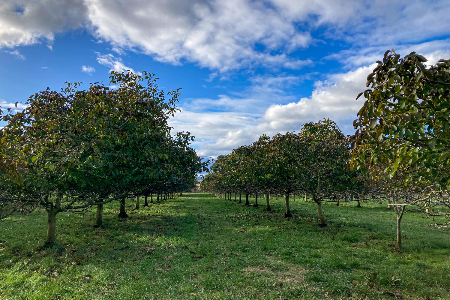 Rows of walnut trees against a cloudy blue sky