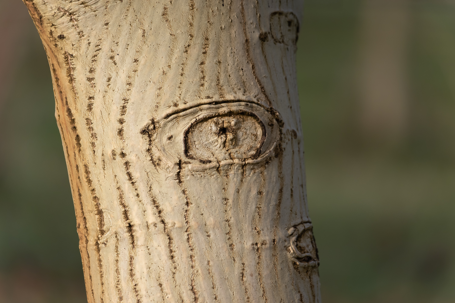 Close-up image of the trunk of a walnut tree