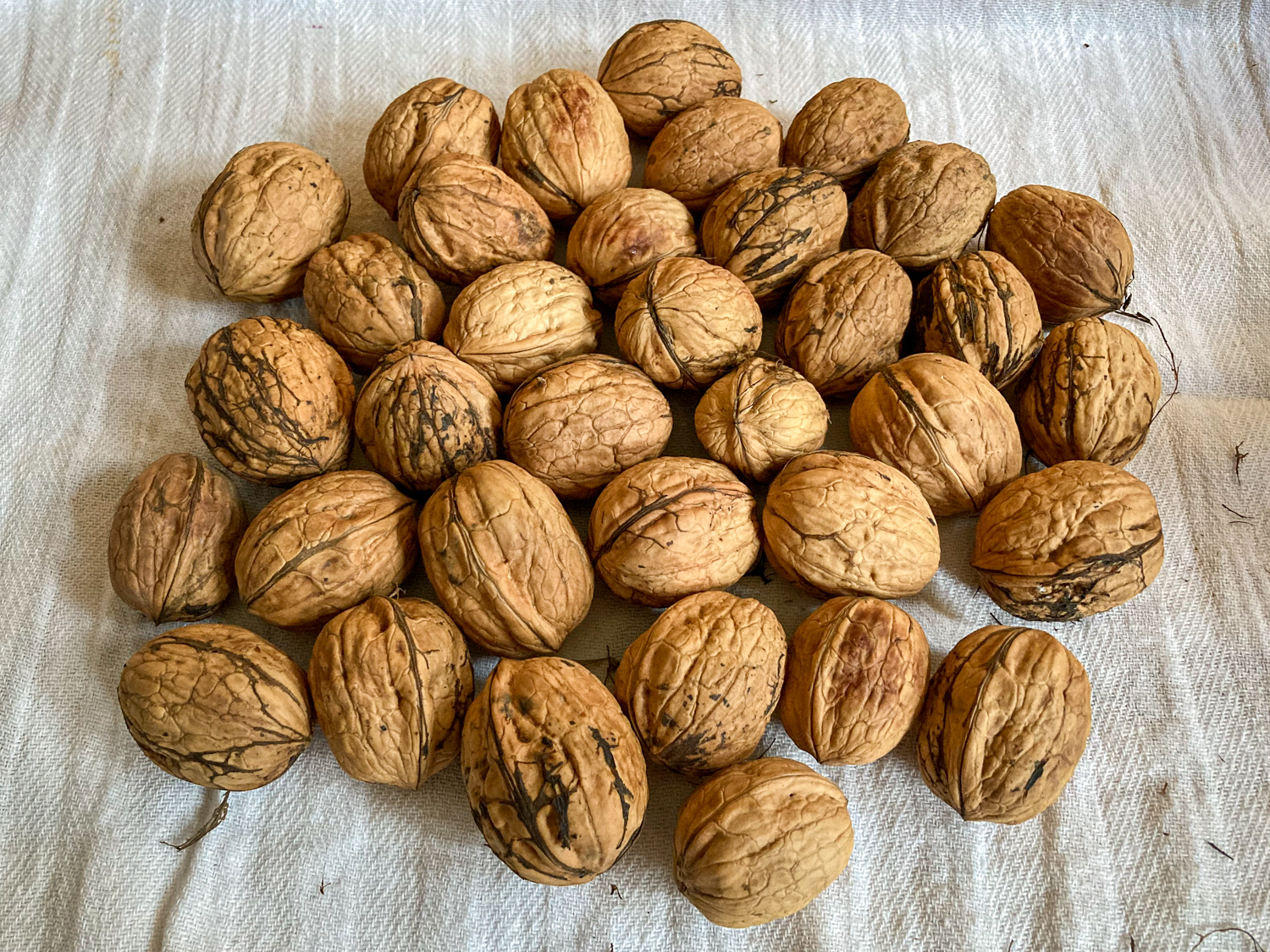 30 unshelled walnuts on a white cloth