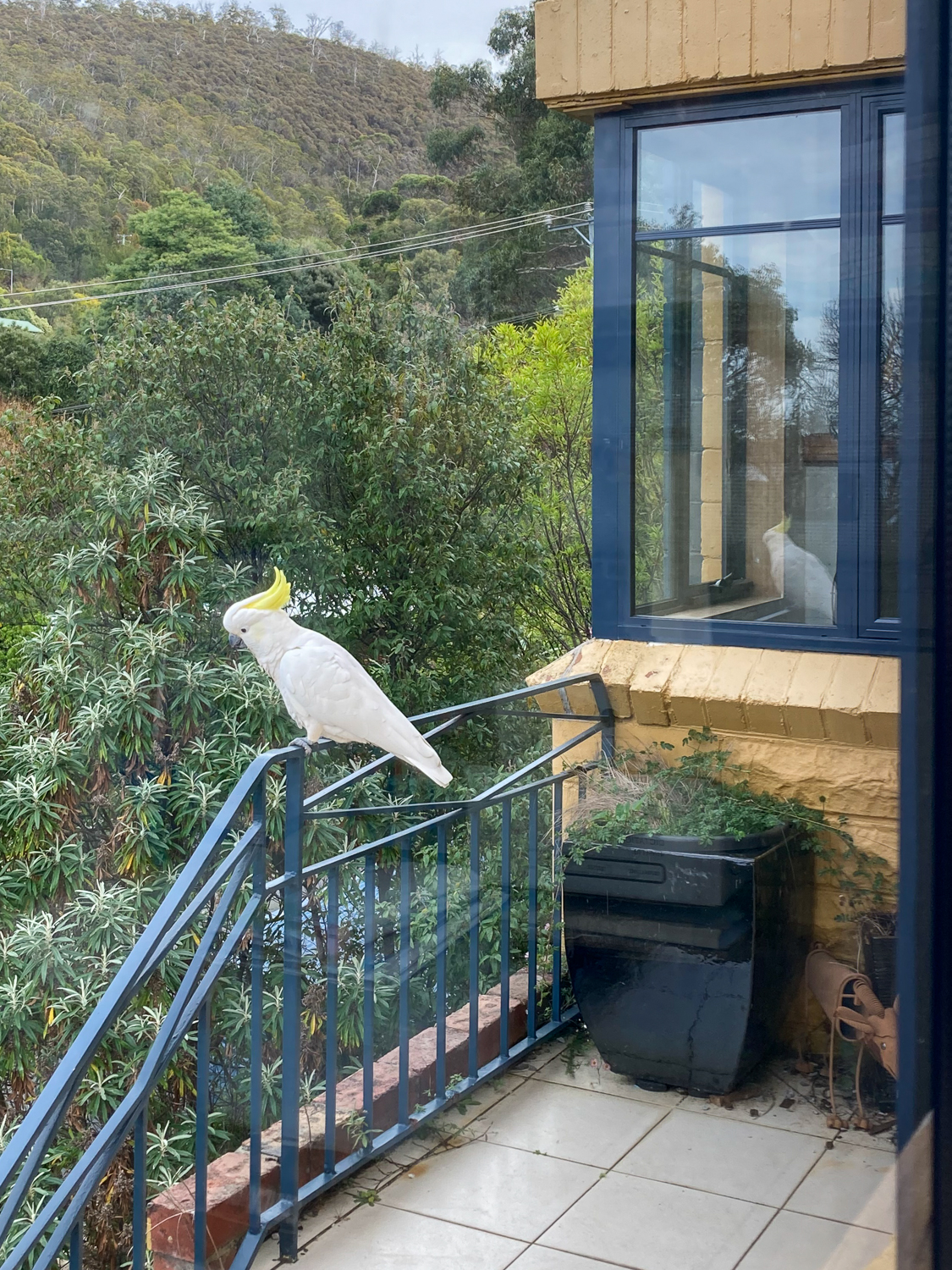A sulfur-crested cockatoo sitting on a railing outside a yellow house