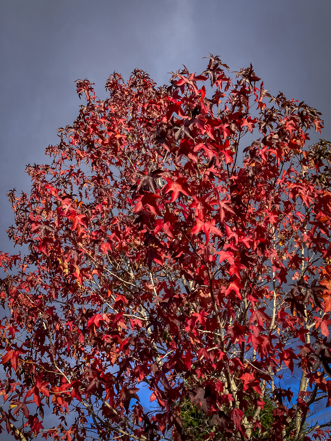 A large tree with red leaves
