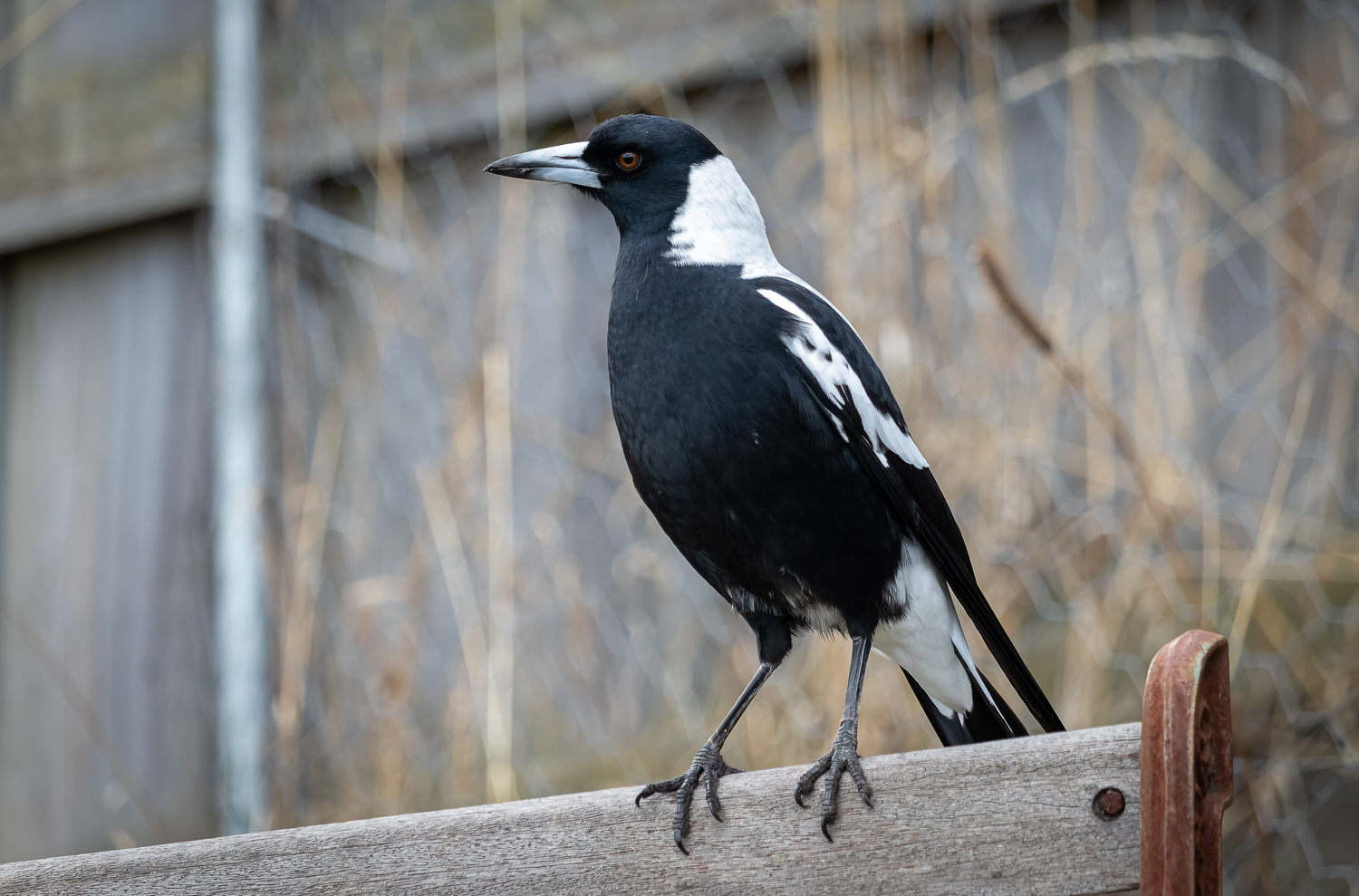 A black and white magpie perched on the back of a wooden bench in front of tall dead grass and a wooden fence