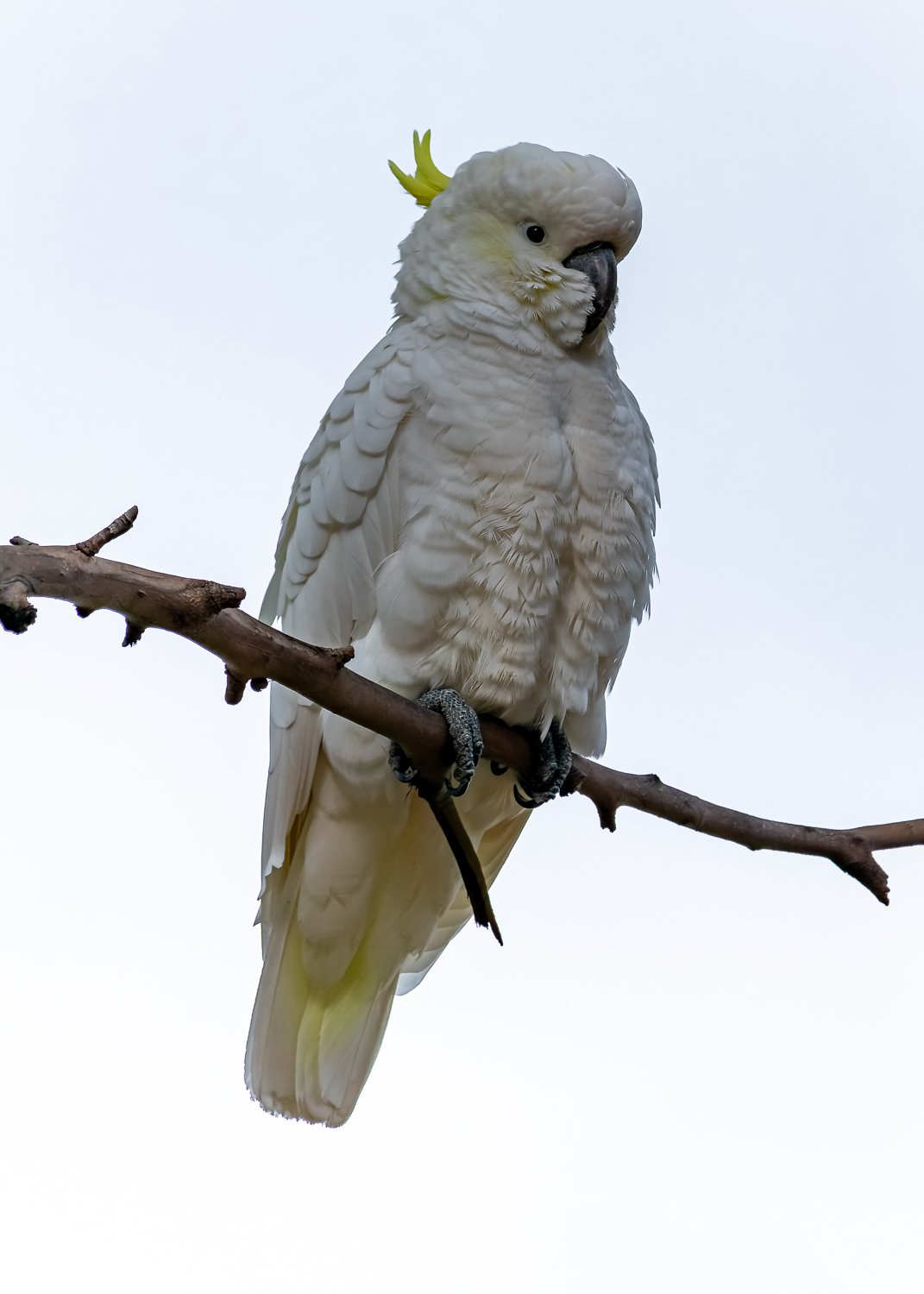 A white sulfur crested cockatoo against a white background, perched on a small tree branch