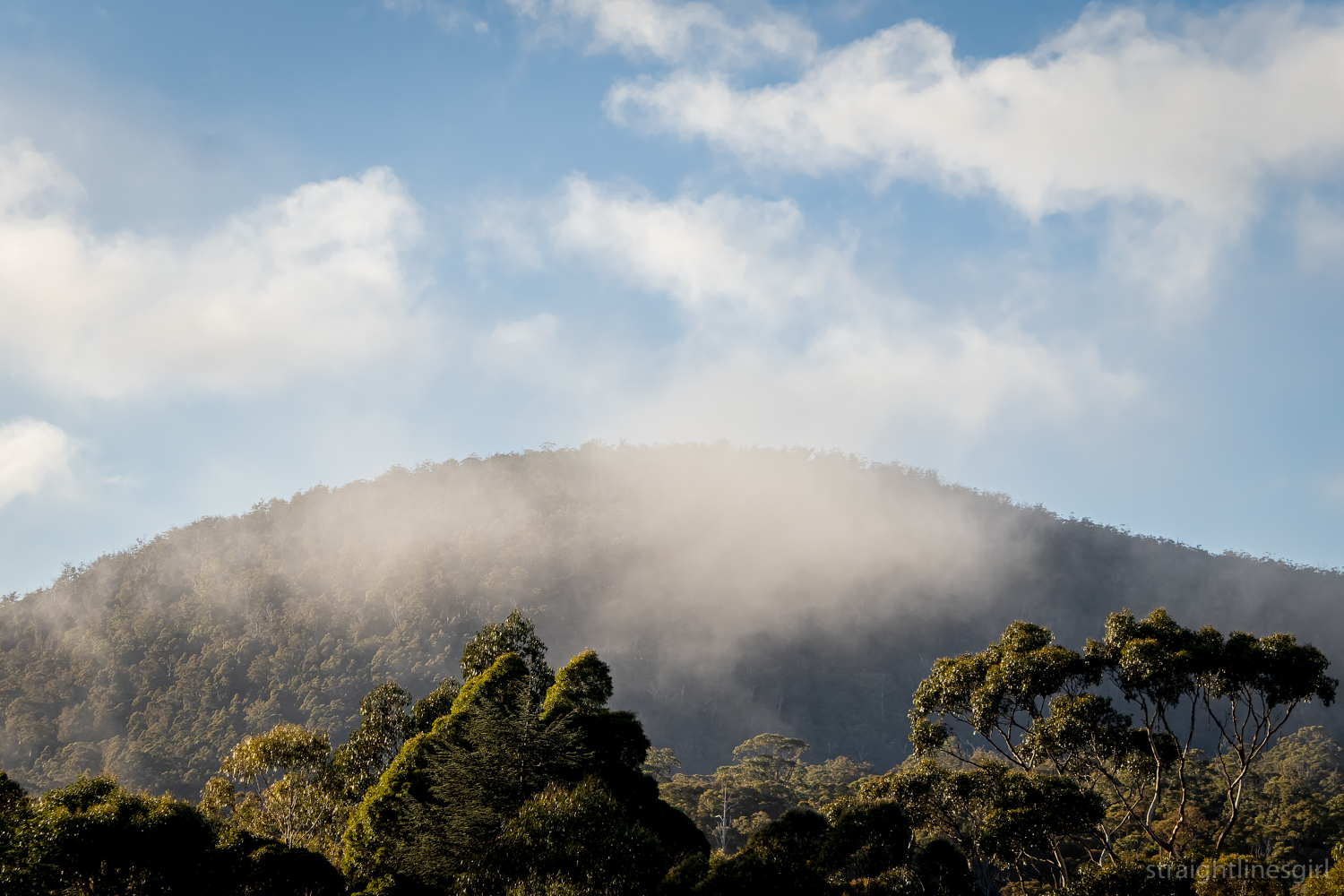 mist over distant hills with trees in the foreground