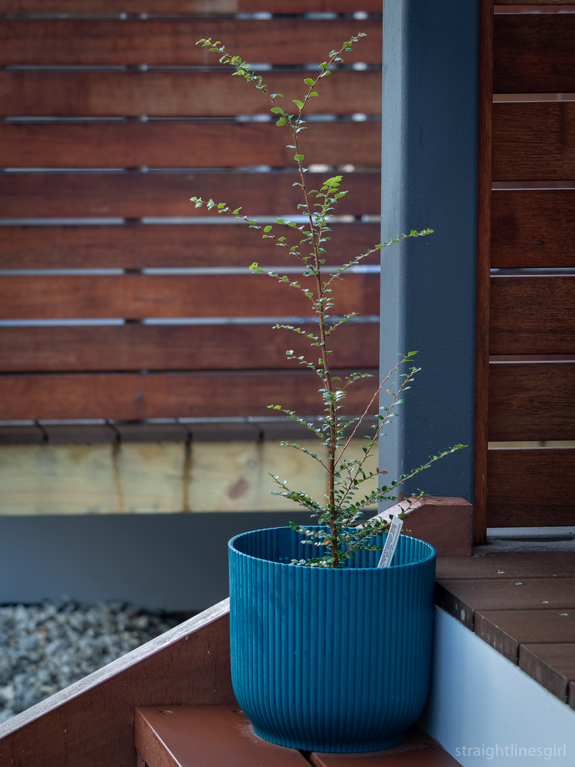 A blue-green pot with a small plant on a wooden step in front of a wood panelled wall