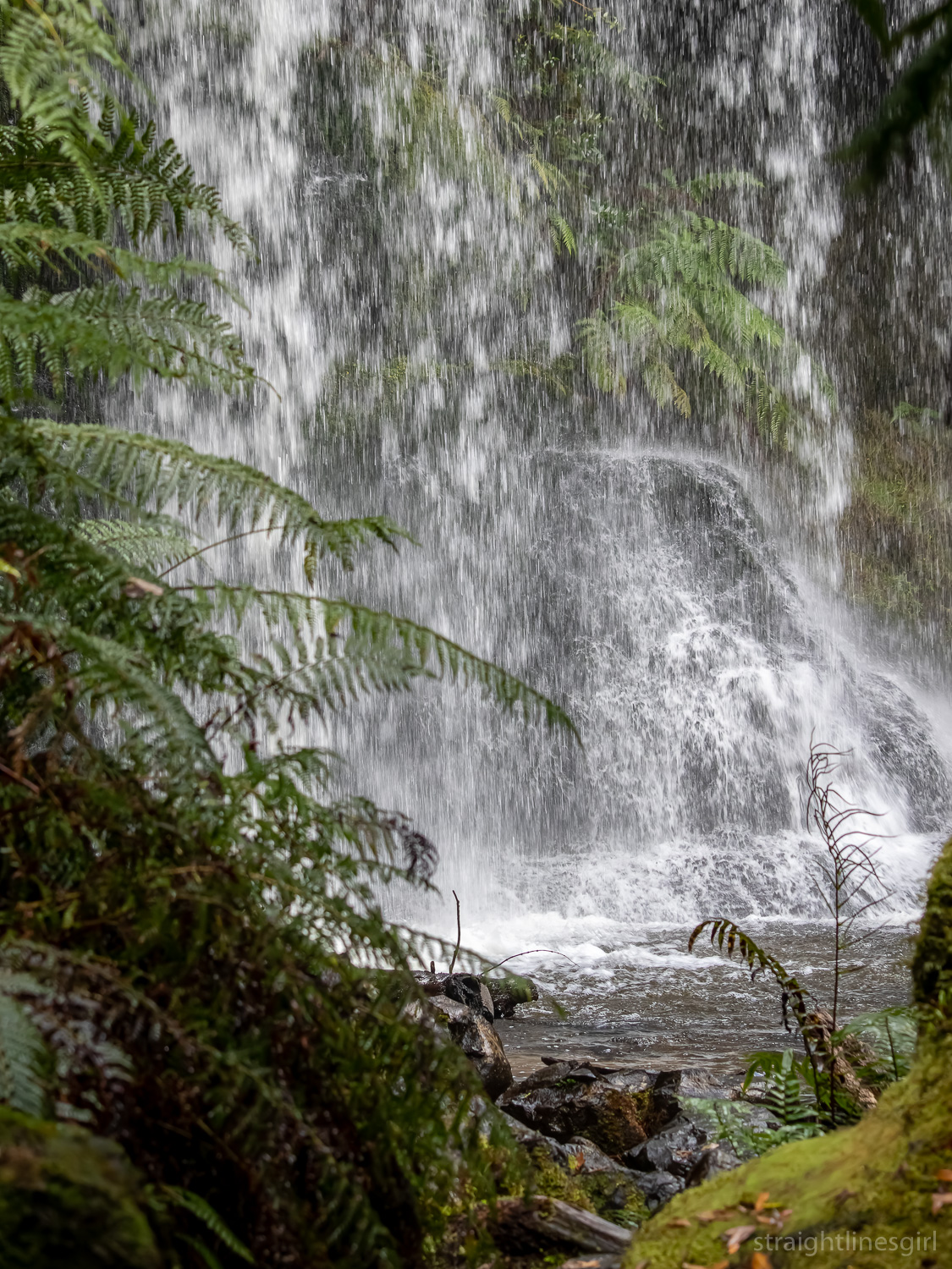 Closeup of a waterfall behind some ferns