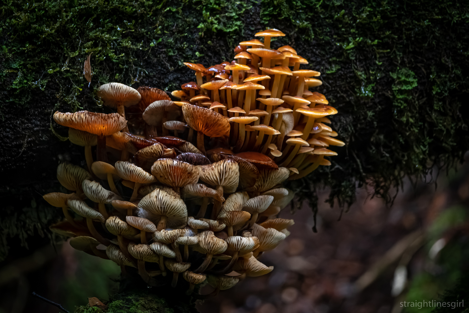 A cluster of orange funghi