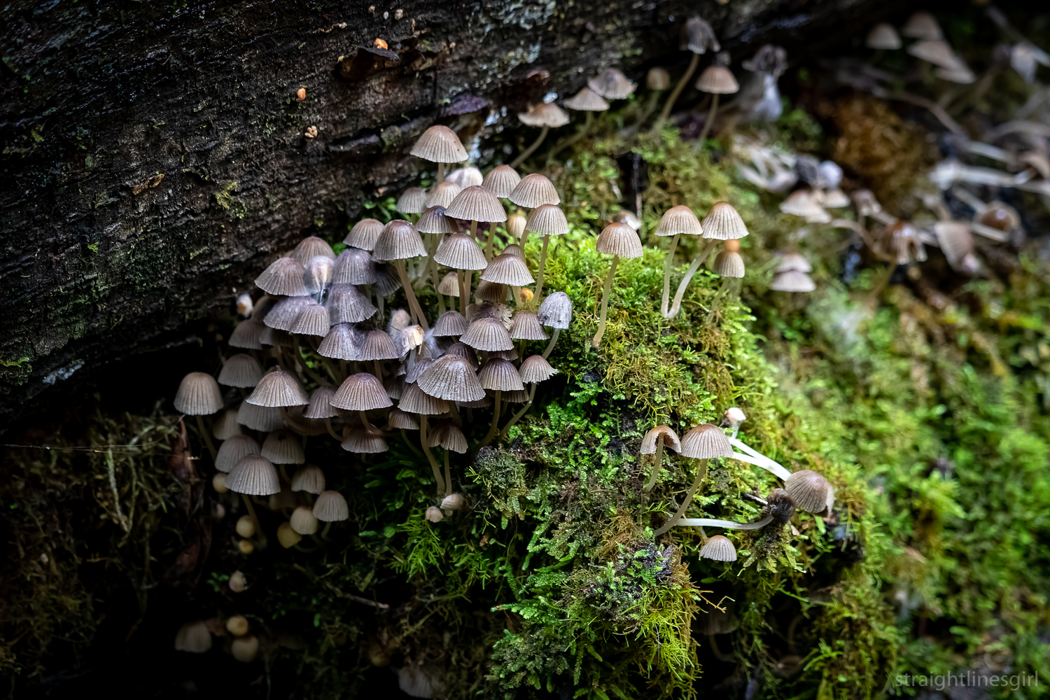 A cluster of grey-white funghi on a horizontal tree trunk surrounded by moss